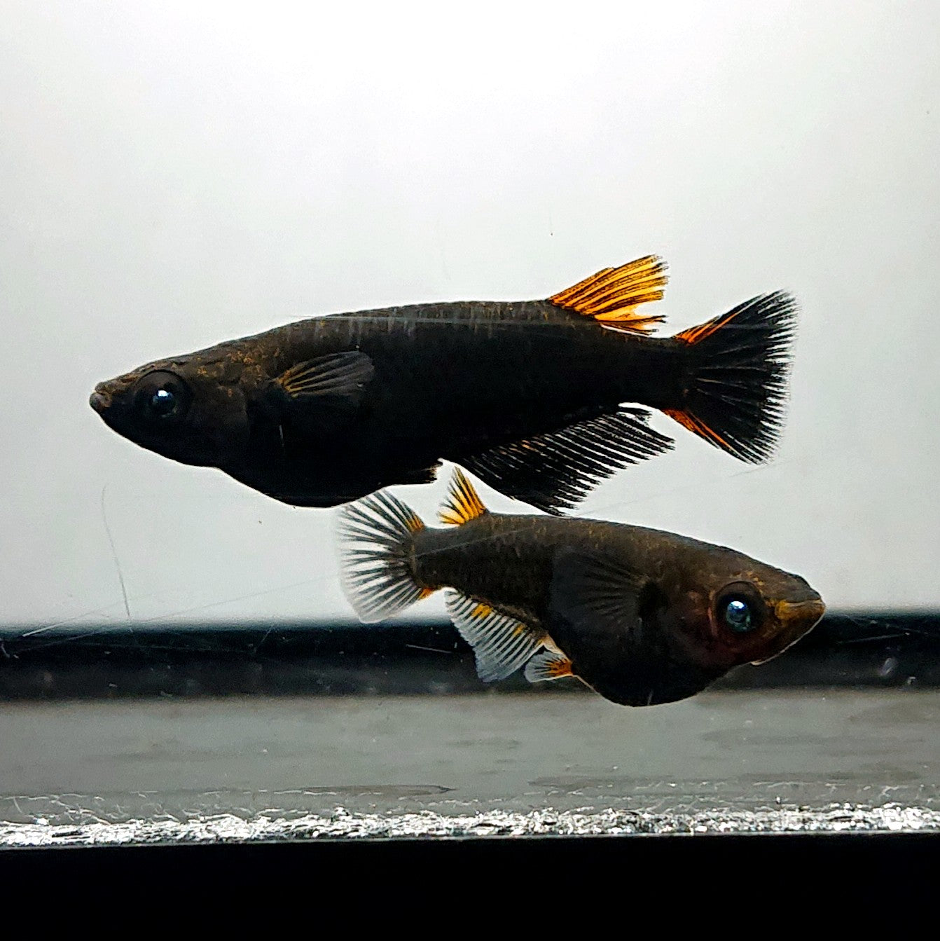 【いぶきの日】アトラスブルー　5匹＋保障1匹セット　4092