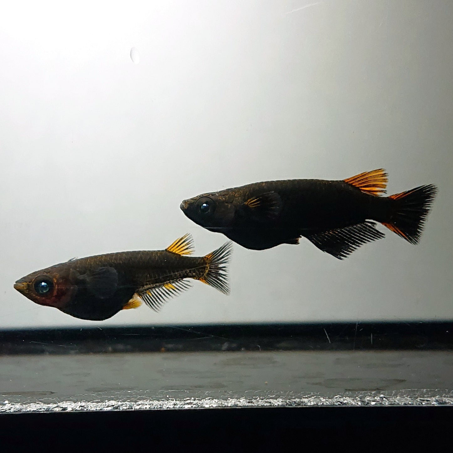 【現物】アトラスブループピラ　2ペア　4061