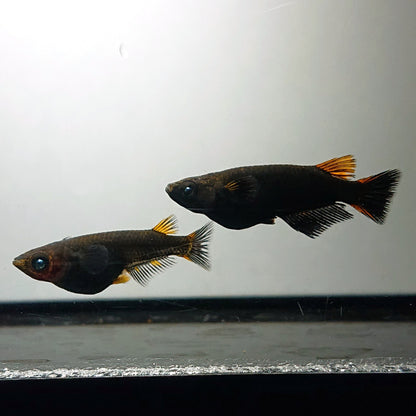 【現物】アトラスブループピラ　2ペア　4061