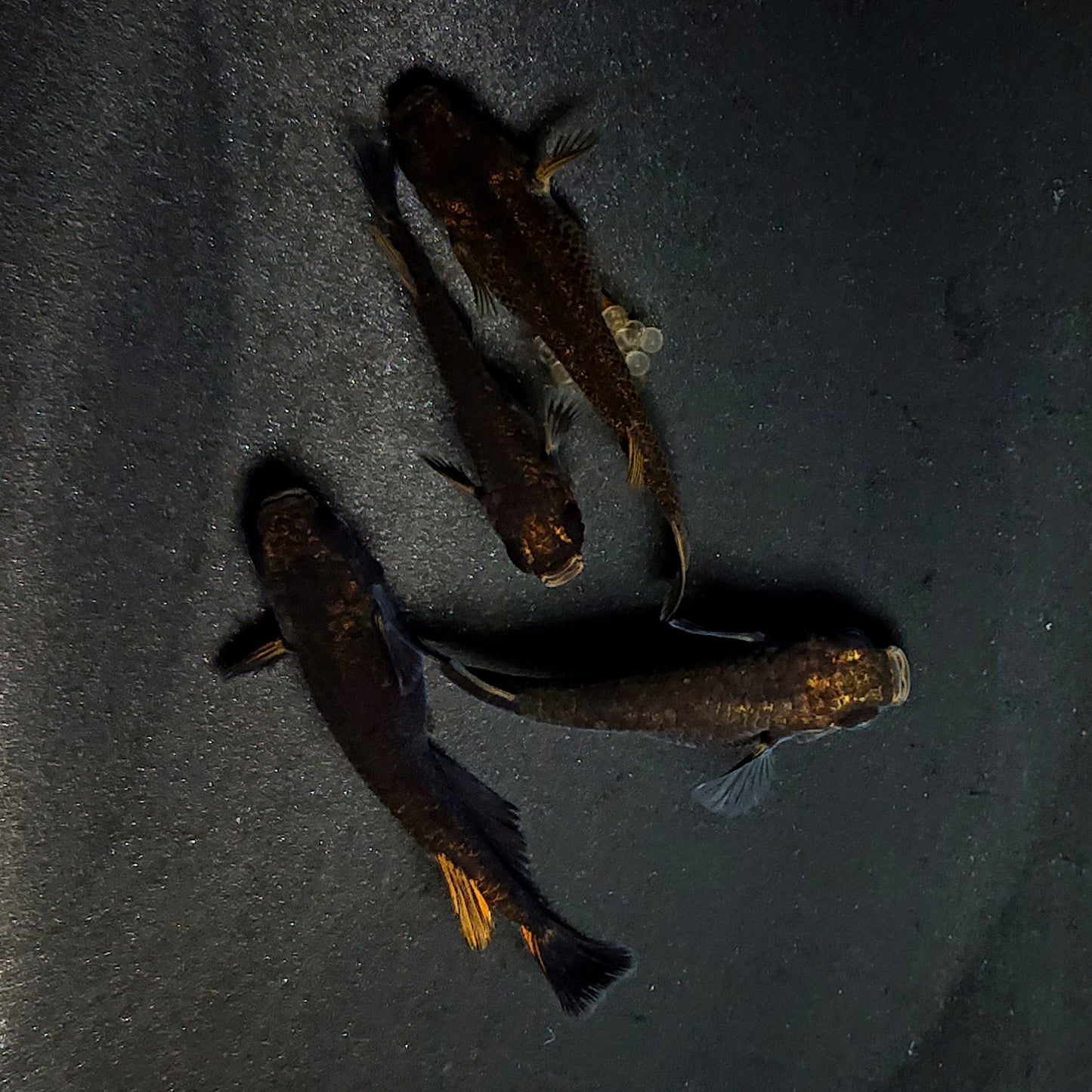 【現物】アトラスブループピラ　2ペア　4061