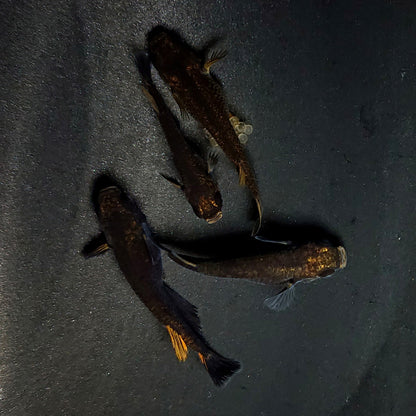 【現物】アトラスブループピラ　2ペア　4061