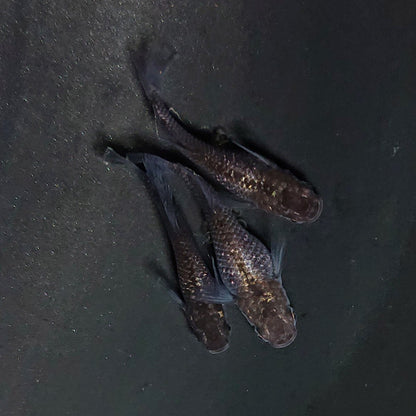 【現物】晶　3匹　オス1メス2　4066