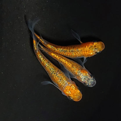 【現物】【NEW】ユリシスレッドレース松井ヒレ長　3匹　オス1メス2　4064