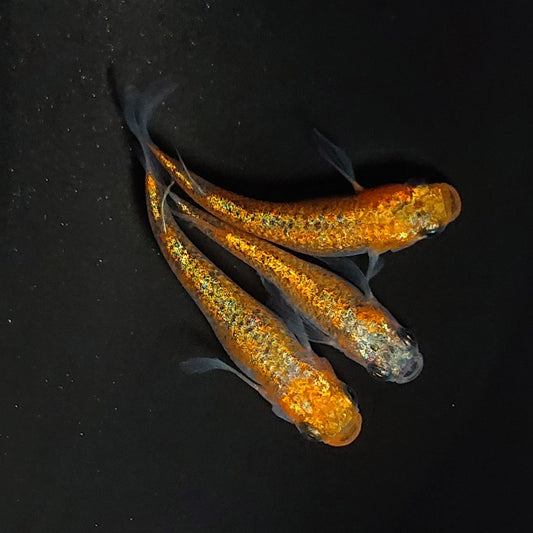 【現物】【NEW】ユリシスレッドレース松井ヒレ長　3匹　オス1メス2　4064