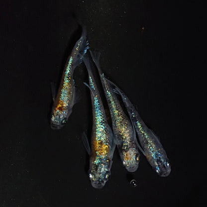 【現物】【NEW】桔梗菊ブルー 抱卵個体　2ペア　4060