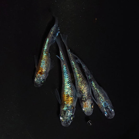 【現物】【NEW】桔梗菊ブルー 抱卵個体　2ペア　4060