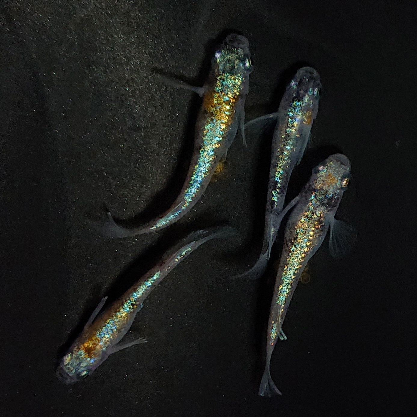 【現物】【NEW】桔梗菊ブルー 抱卵個体　2ペア　4060