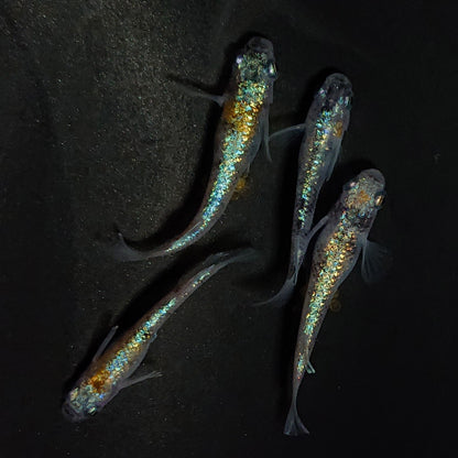 【現物】【NEW】桔梗菊ブルー 抱卵個体　2ペア　4060