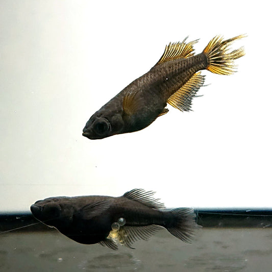 【現物イベント限定】阿形　稚魚10匹　4080