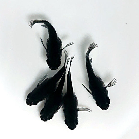 【現物】オロチだるま　5匹　オス3メス2　4069