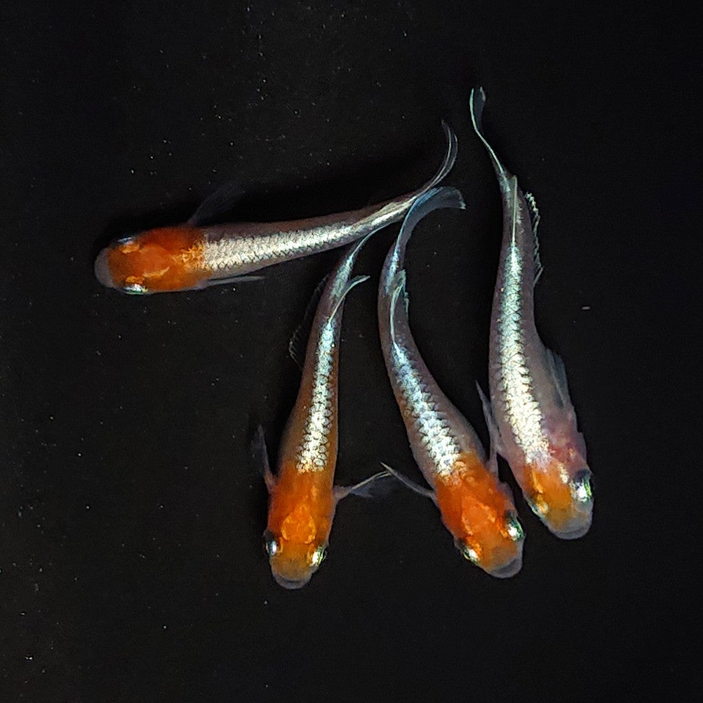 【現物】【上物】豆紅エボリューション 丹頂個体　2ペア　4070