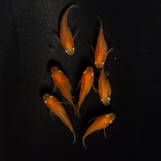 【現物】紅帝だるま　7匹　オス4メス3　4072