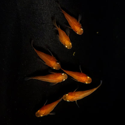 【現物】紅帝だるま　7匹　オス4メス3　4072