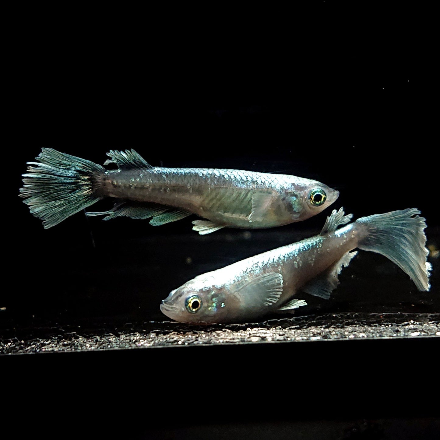 【現物】【NEW】モルフォ×グランブルー×レーヴ ワイドフィン　3匹　オス1メス2　4074