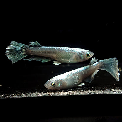 【現物】【NEW】モルフォ×グランブルー×レーヴ ワイドフィン　3匹　オス1メス2　4074