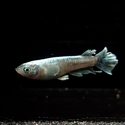 【現物】【NEW】モルフォ×グランブルー×レーヴ ワイドフィン　3匹　オス1メス2　4074