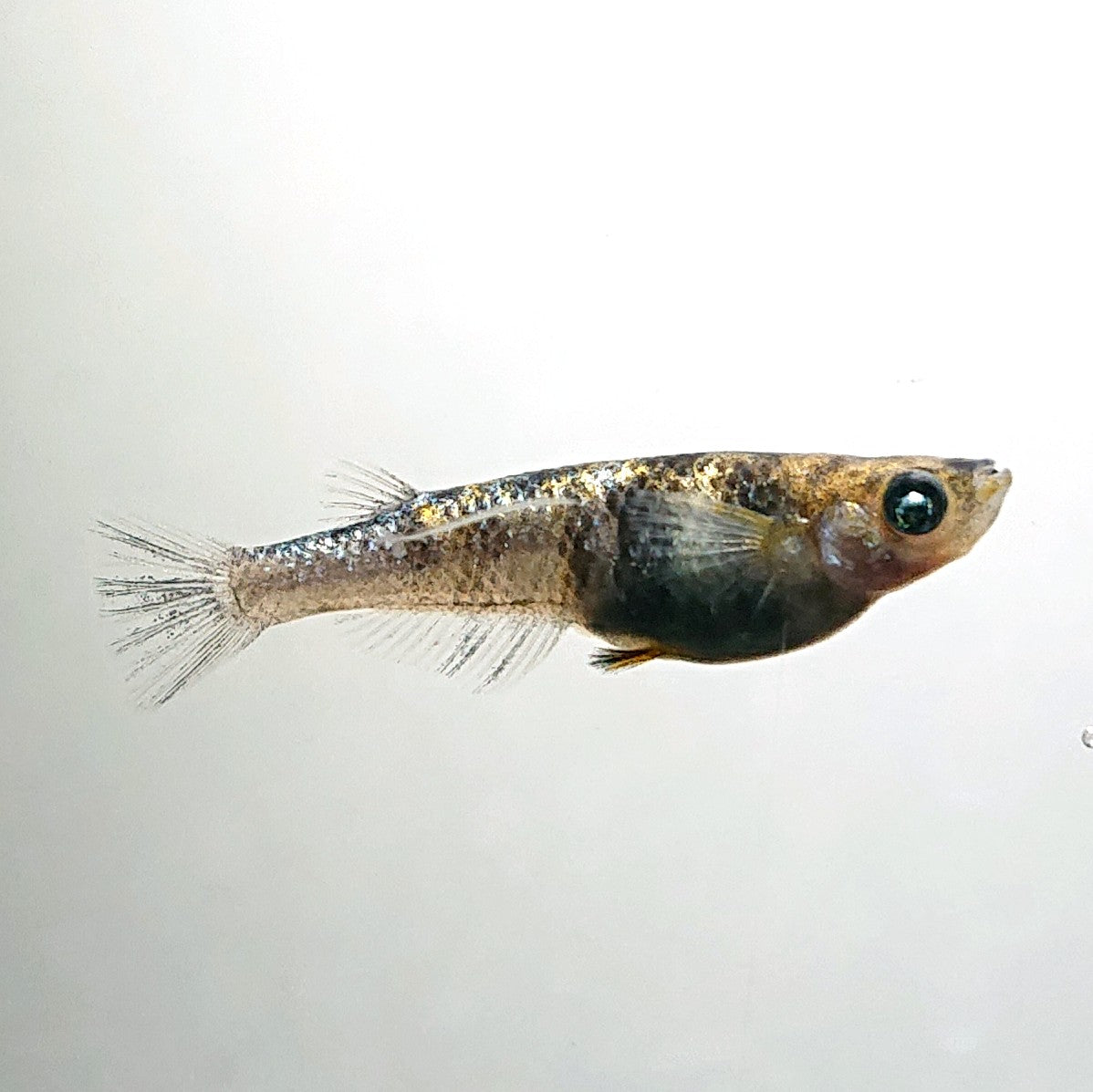 【現物】和墨星ラメ三色　3匹　オス1メス2　4075