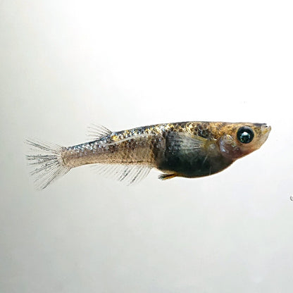 【現物】和墨星ラメ三色　3匹　オス1メス2　4075