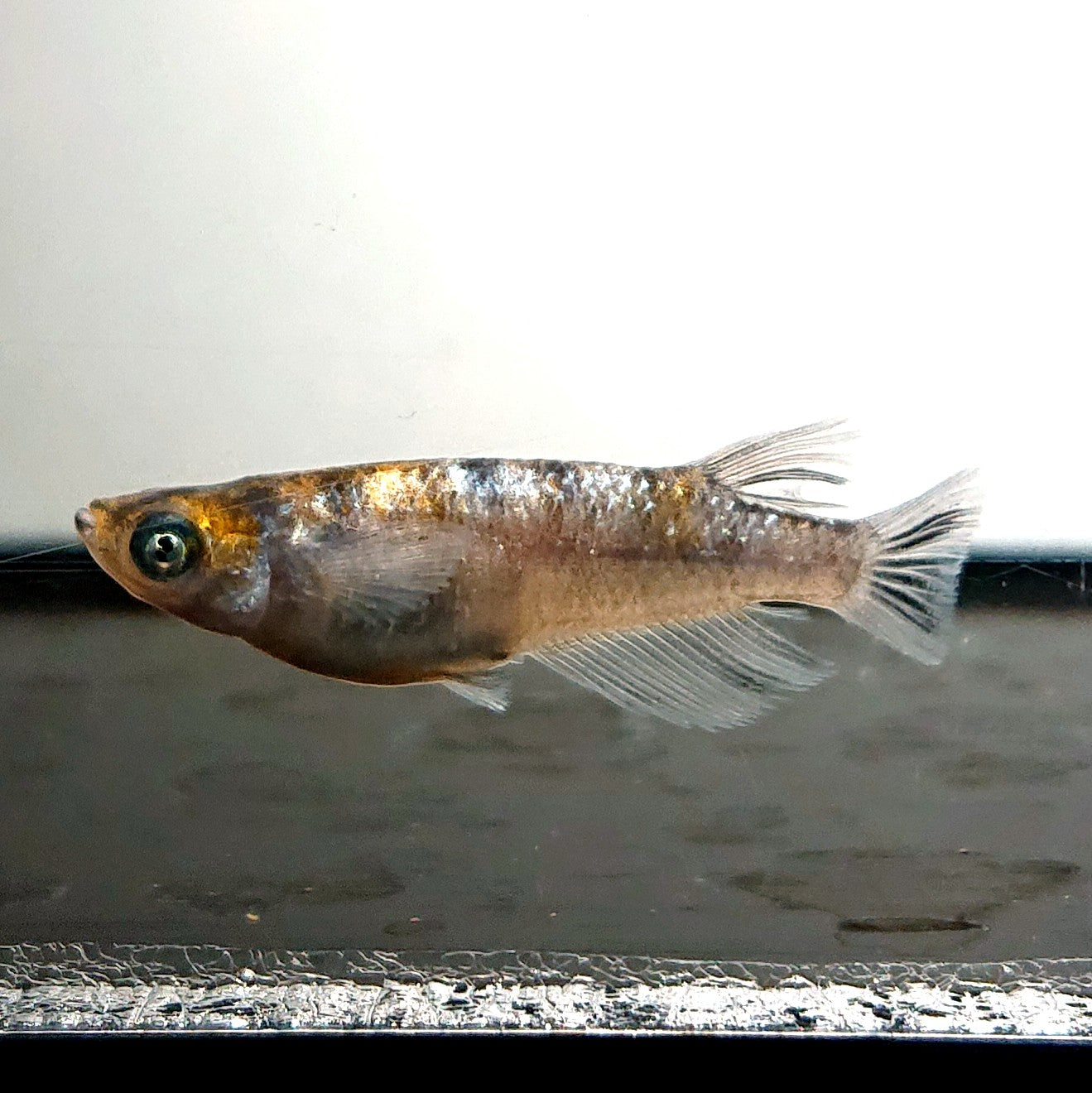 【現物】和墨星ラメ三色　3匹　オス1メス2　4075