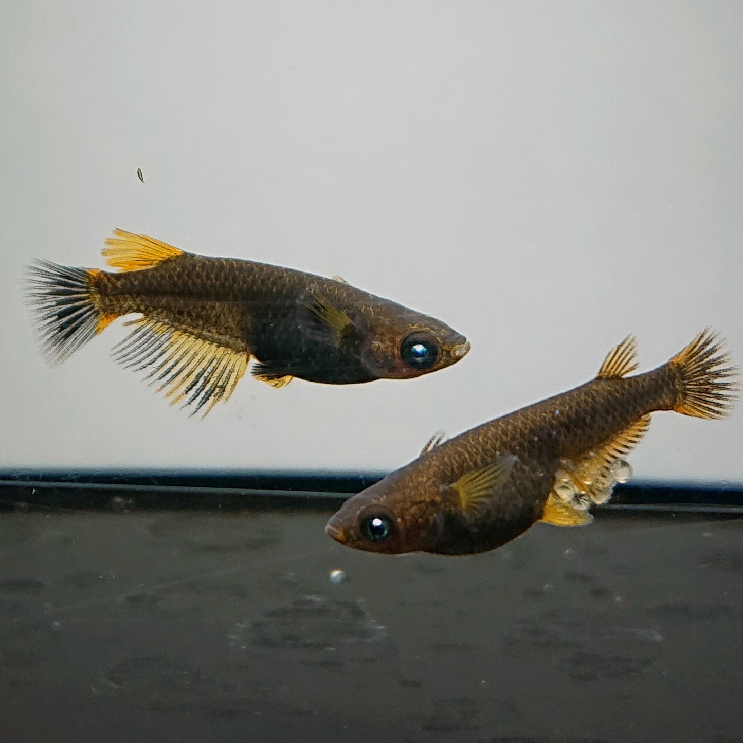 【現物】アトラスブループピラ　2ペア　4078