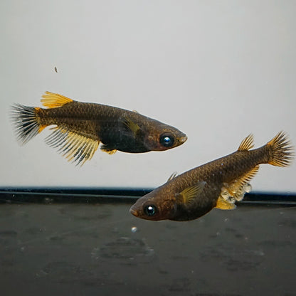 【現物】アトラスブループピラ　2ペア　4078