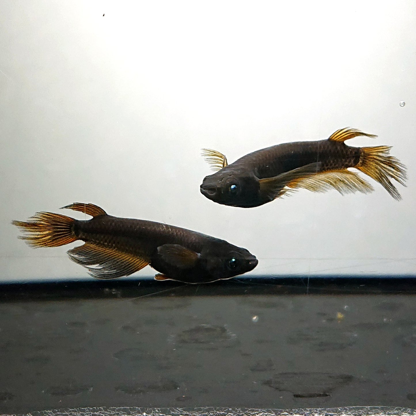 【現物】北辻GODアースアイ松井ヒレ長　3匹　オス2メス1　4077