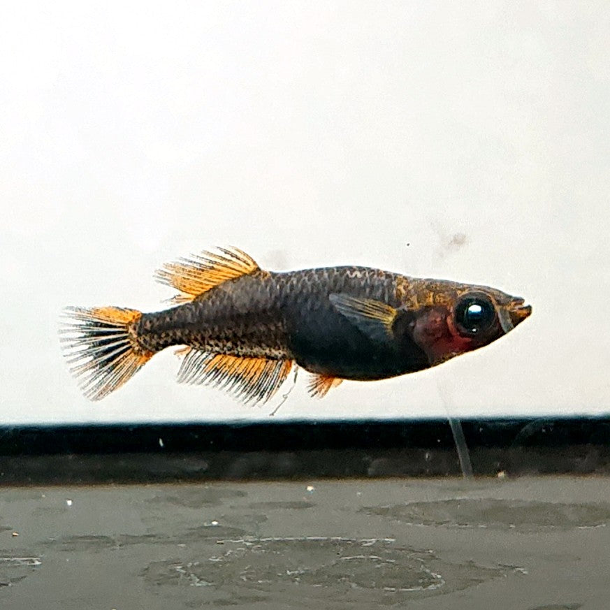 【現物】夢神　2ペア　4079