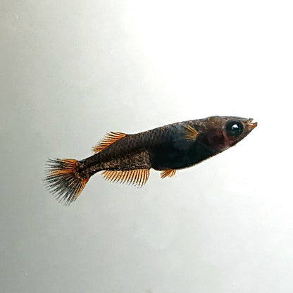 【現物】夢神　2ペア　4079