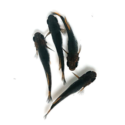 【現物】夢神　2ペア　4079