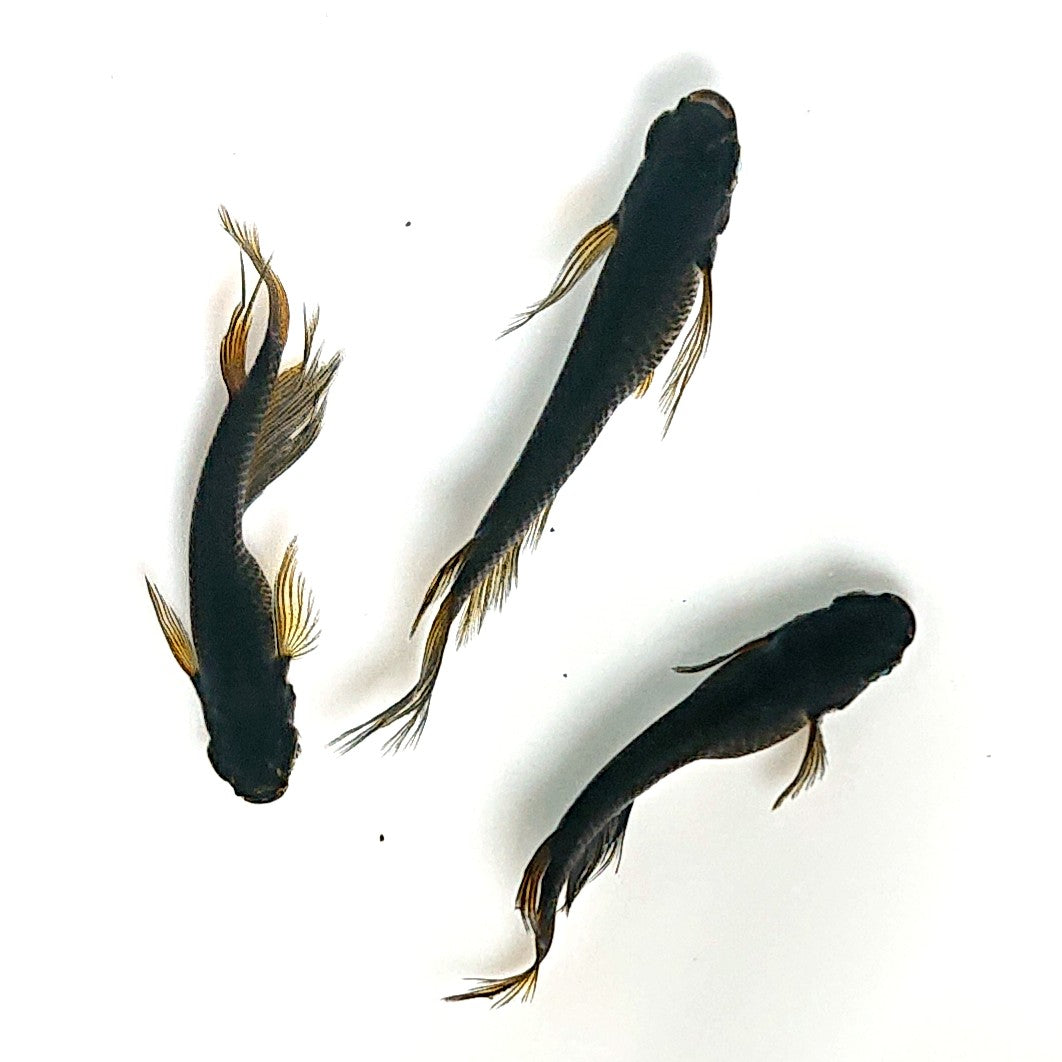 【現物】北辻GODアースアイ松井ヒレ長　3匹　オス2メス1　4077