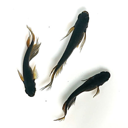 【現物】北辻GODアースアイ松井ヒレ長　3匹　オス2メス1　4077