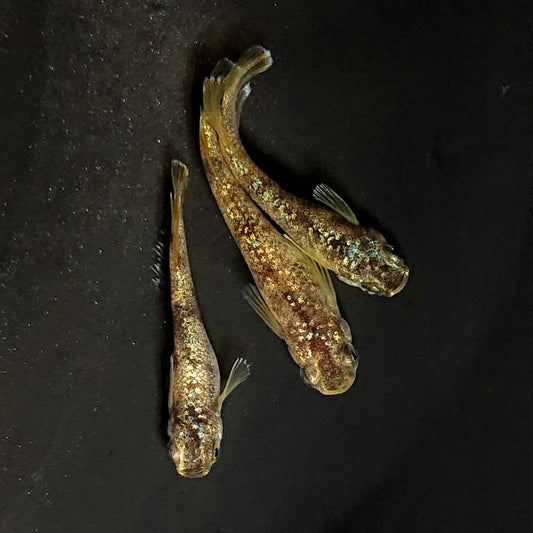 【現物】金箔和墨　3匹　オス2メス1　4076