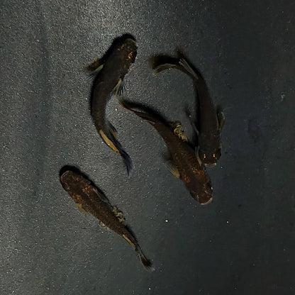 【現物】アトラスブループピラ　2ペア　4078