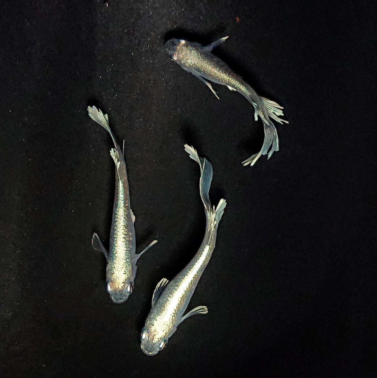 【現物】【NEW】モルフォ×グランブルー×レーヴ ワイドフィン　3匹　オス1メス2　4074