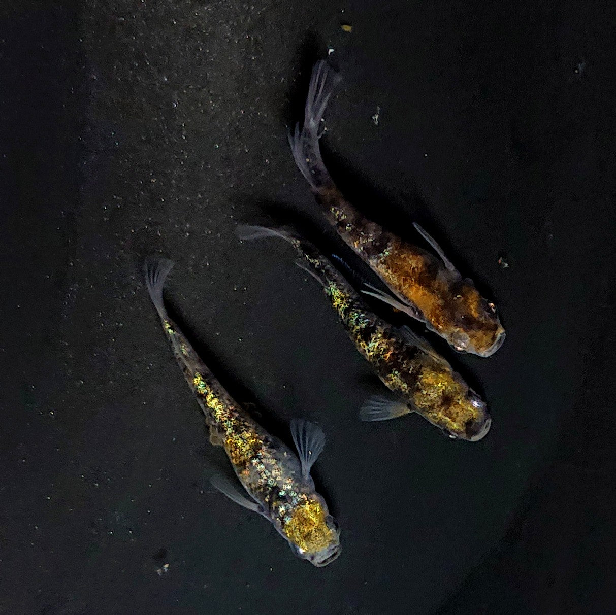 【現物】和墨星ラメ三色　3匹　オス1メス2　4075