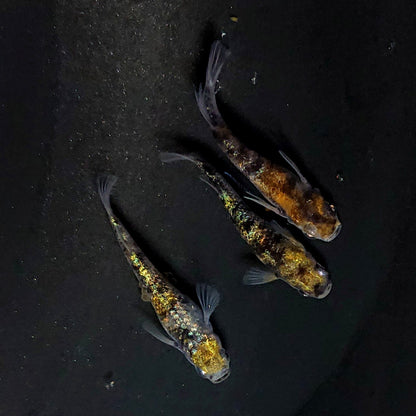 【現物】和墨星ラメ三色　3匹　オス1メス2　4075