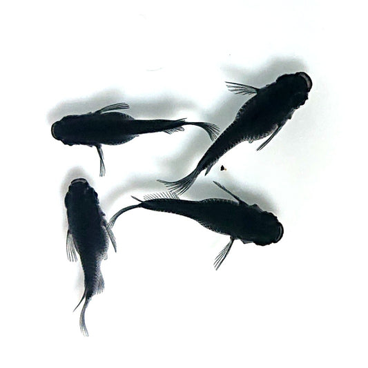 【現物】オロチだるま　2ペア　4082