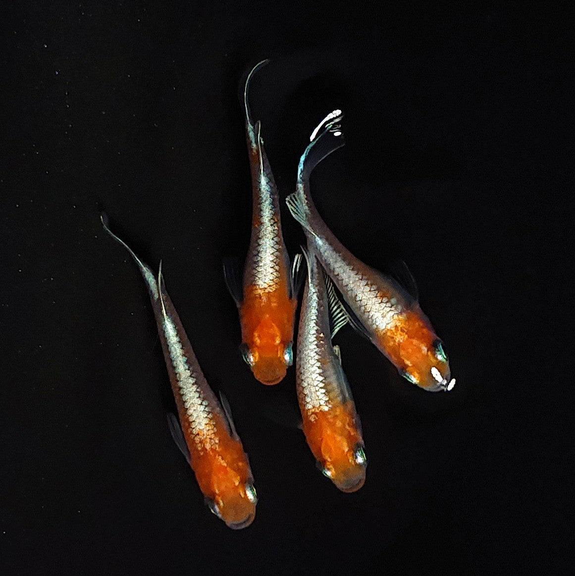 【現物】【上物】豆紅エボリューション 丹頂　2ペア　4081