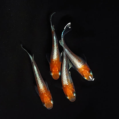 【現物】【上物】豆紅エボリューション 丹頂　2ペア　4081
