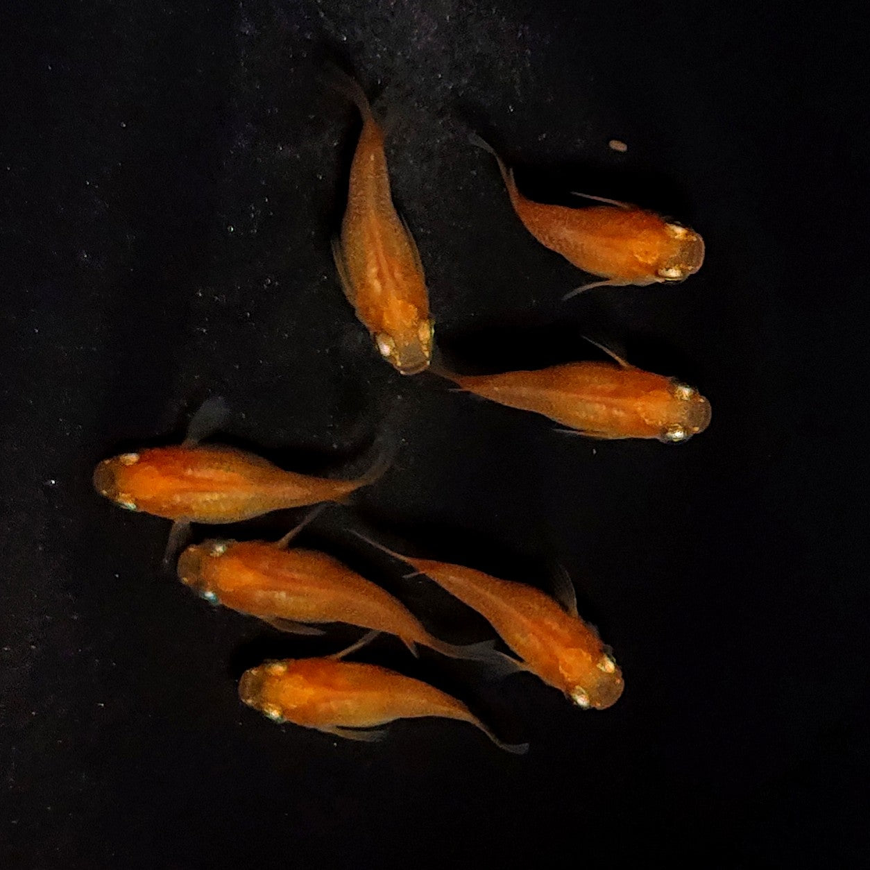 【現物】紅帝だるま　7匹　オス3メス4　4085