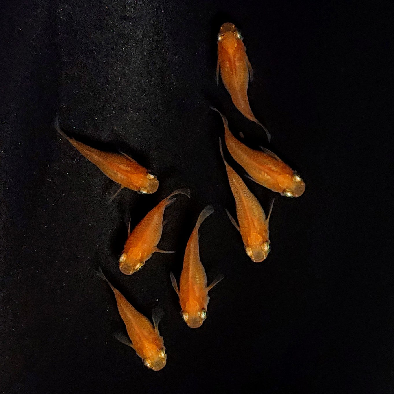 【現物】紅帝だるま　7匹　オス3メス4　4085