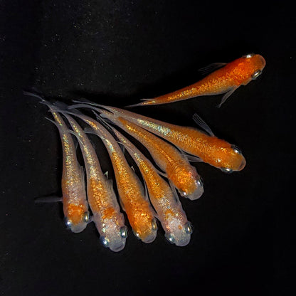 【現物】紅白ヒミツヘイキ　7匹　オス3メス4　4087