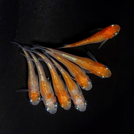 【現物】紅白ヒミツヘイキ　7匹　オス3メス4　4087