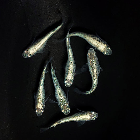 【現物】レックウザメタルtype　7匹　オス3メス4　4084