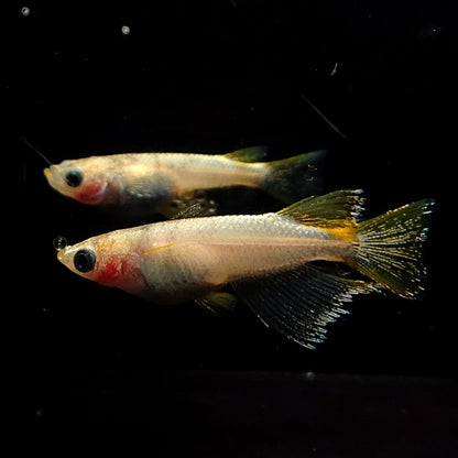 【現物】和墨赤虎RLF×蛇墨武リモーネ F5　2ペア　4097