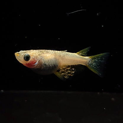 【現物】和墨赤虎RLF×蛇墨武リモーネ F5　2ペア　4097