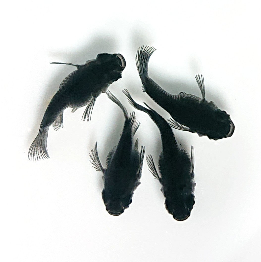 【現物】【上物】オロチ本だるま　2ペア　4094