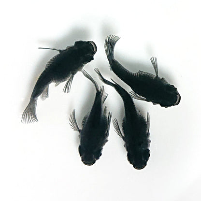 【現物】【上物】オロチ本だるま　2ペア　4094