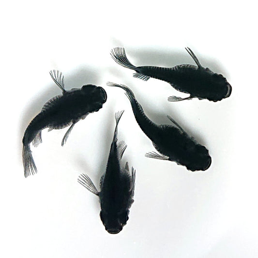 【現物】【上物】オロチ本だるま　2ペア　4094