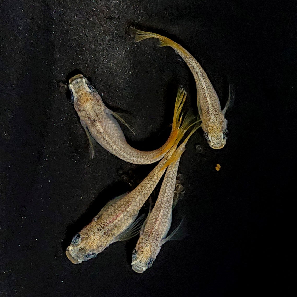 【現物】和墨赤虎RLF×蛇墨武リモーネ F5　2ペア　4097